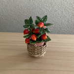 ほおずきの鉢植え　籠入り　1