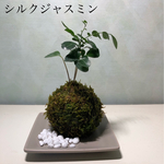 苔玉   シルクジャスミン