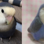 【Ｙ様ご依頼品(オーダー作品）・　リアルサイズ♪羊毛インコ】
