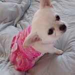 オーダー夏犬服 小型犬～中型犬～大型犬 リップル花柄柄ピンク系 浴衣がわりにもおすすめ！ キャミソールワンピース
