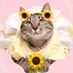 m(_ _)m送料無料☆彡Mサイズパフスリーブが可愛い夏の向日葵エプロンワンピース〜犬猫のワンピース