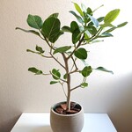 ●現品●新作●　厳選樹形　ゴムの木　希少　白木　大きめ　”フィカス・ベンガレンシス（L）鉢カバーセット（ライトグレー or ダークグレー）”　観葉植物　人気　ギフト　プレゼント