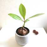 ●数量限定●新作●　希少　海からの贈り物　”バーリングトニア（ゴバンノアシ）鉢/受け皿セット（セメント製）”　観葉植物
