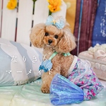 マーメイドドレス ※ドレスのみ【犬、人魚、コスプレ、ハロウィン、コスチューム】小型犬、超小型犬、ハロウィン