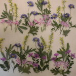押し花 素材 ブラキカム他旬の小花セット　💐