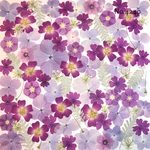 ♡new♡作家様必見♡押し花MIXセット♡押し花セット