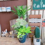 現品SALE♡ブリキ鉢【幸福の木 グリーン寄せ植え】人気！育てやすい大きめ観葉植物♡ナチュラルグリーン