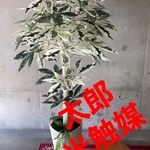 光触媒　人工観葉植物　ウォールグリーン　フェイクグリーン　斑入りパキラ12065