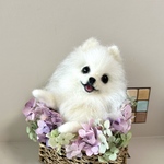 羊毛フェルト　ポメラニアンのフラワーバスケット　あじさい　ホワイト
