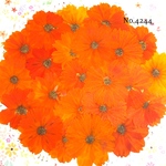 ♡new♡作家様必見♡ 可愛い小さめコスモスお花がいっぱい♡ 押し花セット