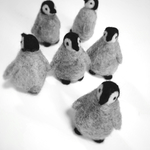 ペンギンのひな