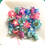 スターフラワー4色 25個