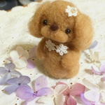 トイプードル☆お花摘み