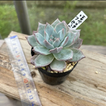 多肉植物 韓国苗 ブルーバード