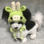 2024年辰年🐲タツの帽子🐲小型犬用帽子・チワワ用・猫用帽子