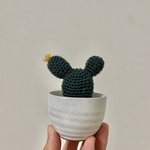 おちょこサボテン（ウチワサボテン）