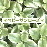 多肉植物🪴ベビーサンローズ斑入り・カット苗