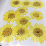 押し花　黄色　10枚セット