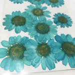 押し花　水色　10枚セット