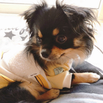 犬服☆おっきな🍌バナナのTシャツ