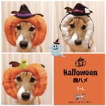 HELLOWEEN🎃顔ハメ