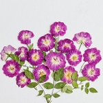 No.2　押し花素材(ミニバラリトルウッツ)