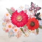 ★　　赤色お花いろいろ 押花素材　★