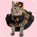 販売送料無料☆彡Mサイズパフスリーブが可愛いハロウィンストライプワンピース〜猫のワンピース