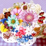 可愛い過ぎ✨ドライフラワー 🌸花材 詰め合わせ限定セット❣️初夏の小花 ／画像のお花をお入れしています／カラフルMIX／キャンドル ハーバリウム、レジン アクセサリーなどに