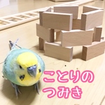 【新商品】ことりのつみき★インコや文鳥の小鳥のおもちゃ　バードトイ　フォージング　アスレチック　バードジム