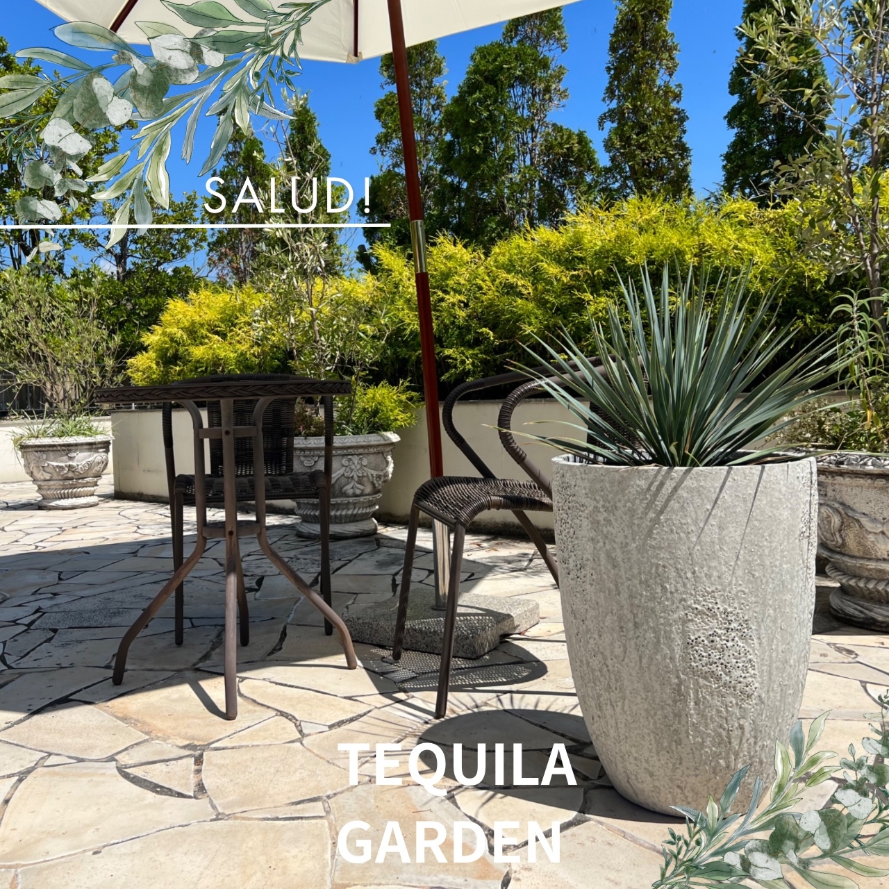 大型観葉植物 ロストラータ オイスターハイプランターセット　ホワイトTEQUILA GARDEN  テキーラガーデン ドライガーデン 高品質 プランター 鉢 贈答用 ギフト 鉢