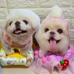 ✩オーダーメイド 25cm✩　ワンちゃん、猫ちゃんのオーダークッション