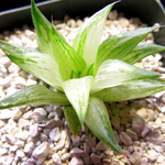 ★氷砂糖 多肉植物 ハオルチア