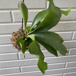 ビカクシダ　苔玉　ネザーランド