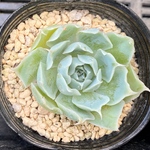 【SALE】シムランス　エケベリア　韓国苗　多肉植物