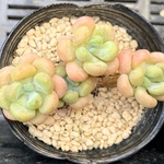 【SALE】ロココ　小株群生　エケベリア　韓国苗　多肉植物