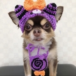 再販‼️犬用＆猫用 パープル猫ちゃん帽子🐈🐾💞 ＆猫耳ぺろぺろキャンディポシェット  ハロウィン コスプレ