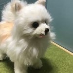 ※s*bさま専用※ポメラニアンのぬいぐるみ（オーダー）