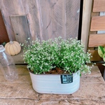 現品ラスト！お買い得♡【ユーフォルビア寄せ植え】長く咲き続けるナチュラルガーデニング！ホワイト系ブリキ