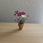 コスモスの花鉢　8  ちびっこ鉢　