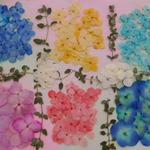 ★　アナベル&あじさいいろいろ　押し花素材　★