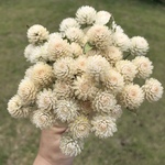 千日紅ドライフラワー☆ワイヤー付50本白+おまけ・花材⑩