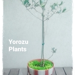 鉢植え　オリーブとセダム