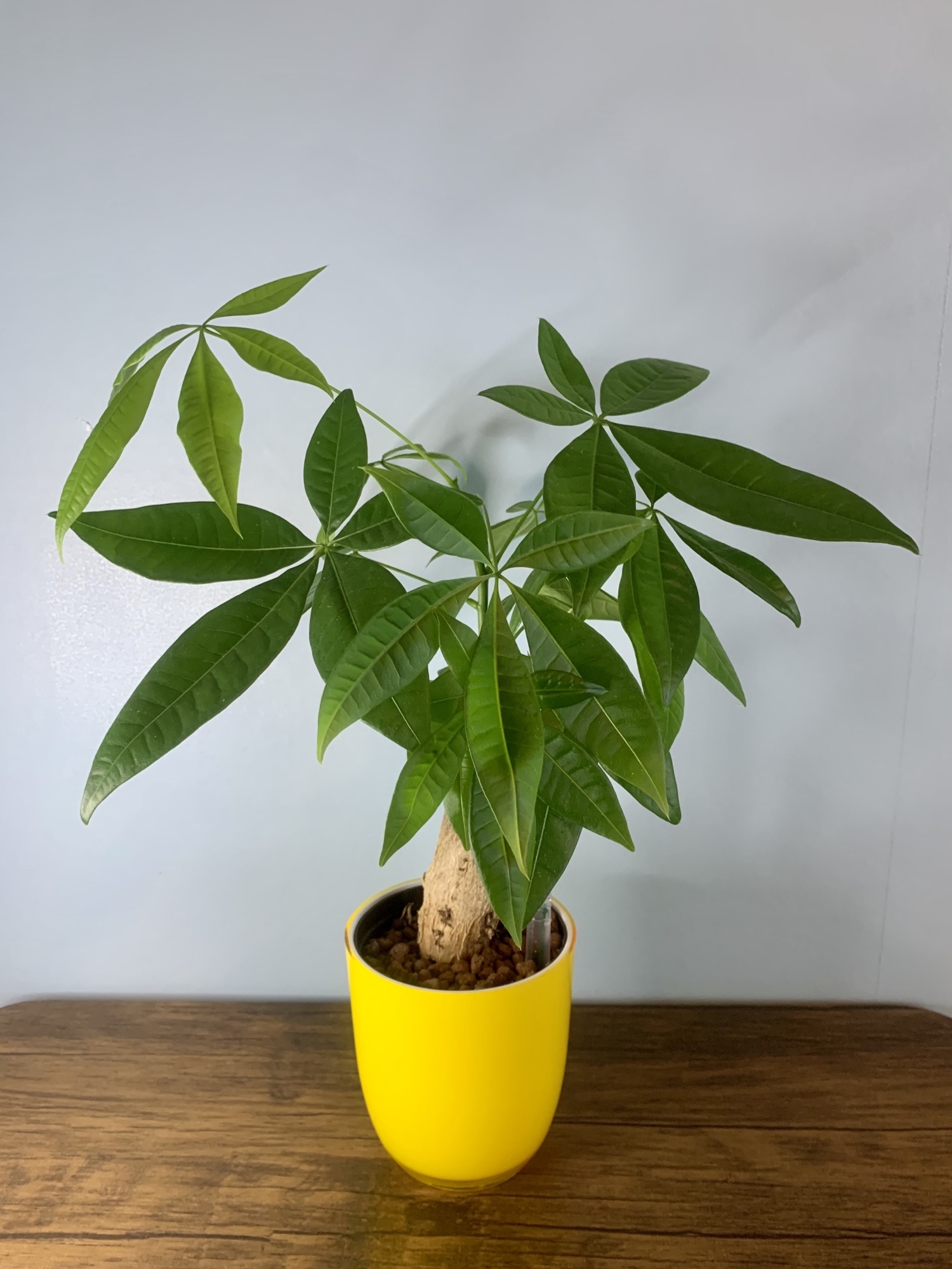 育てやすい観葉植物】フィカス・ルビー ハイドロカルチャー
