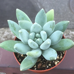 ムーンシルバー☆パキベリア☆多肉植物