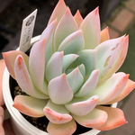 交配実生苗！★大和の薔薇×コロラータ 多肉植物 エケベリア交配 自家受粉 実生