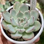人気レア品種！★ブルーベリームーン 多肉植物 自家栽培 国産