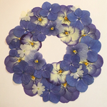 天然押し花素材セット  2