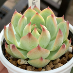 人気品種！★桃太郎 多肉植物 自家栽培 国産
