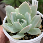 レア品種！★スアベオレンス 多肉植物 自家栽培 国産